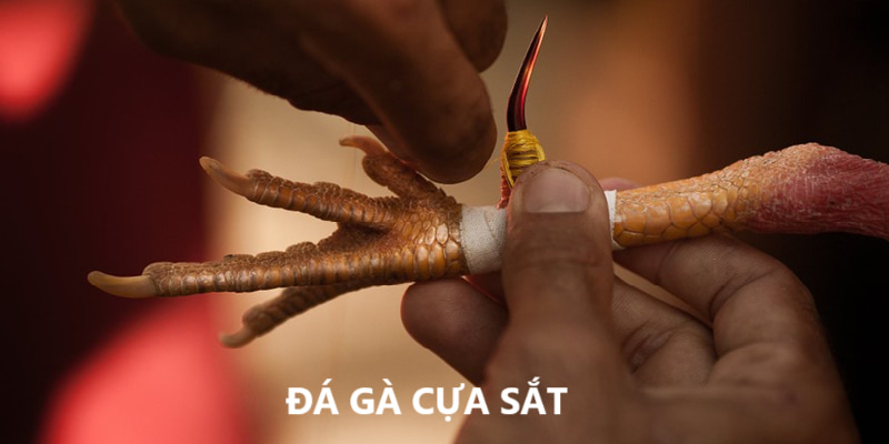 Chọi kê cựa dao đặc sắc