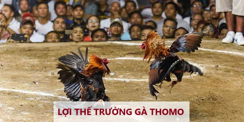 Ưu điểm của sàn đấu Thomo